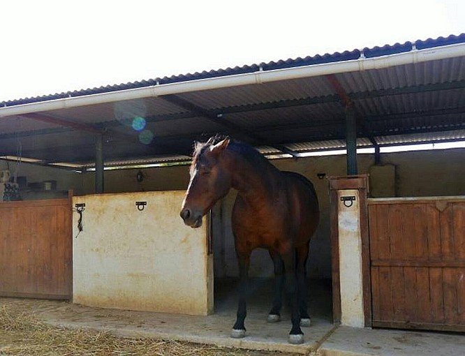 View Details EQUESTRIAN PROPERTY IN ALORA NEAR MALAGA Land House Farm
