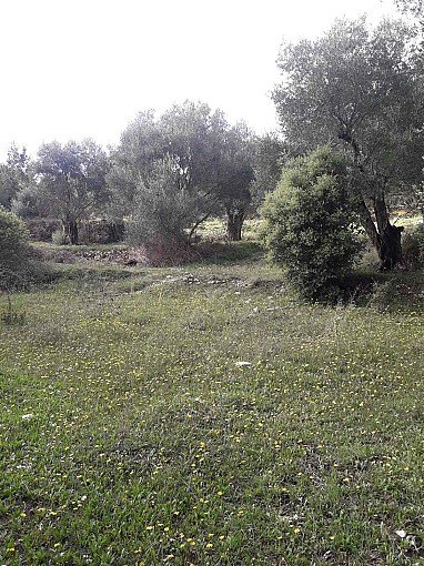 Wonderful olive tree plot on Corfu