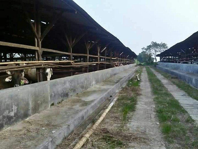 Cow Farm's for sale 14.6 hectares 1,000 cows